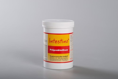 intestino.jpg